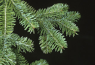 Pine tree branch