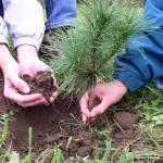 Planting a tree