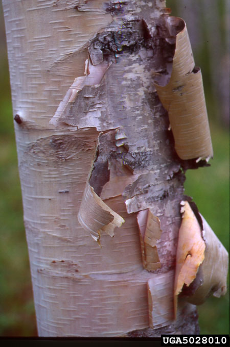 Birch tree bark