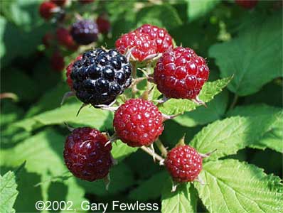 Wild raspberries