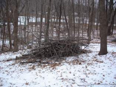 Brush piled up in the woods