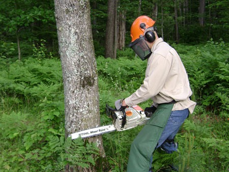 Safely cutting a tree down with a chainsaw