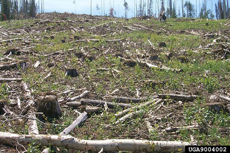 A clearcut woodland area