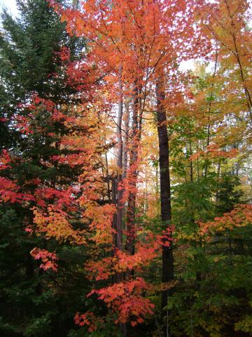 Fall trees. Red and yellow leaves