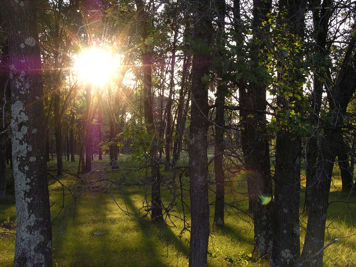 Sun shining through the trees