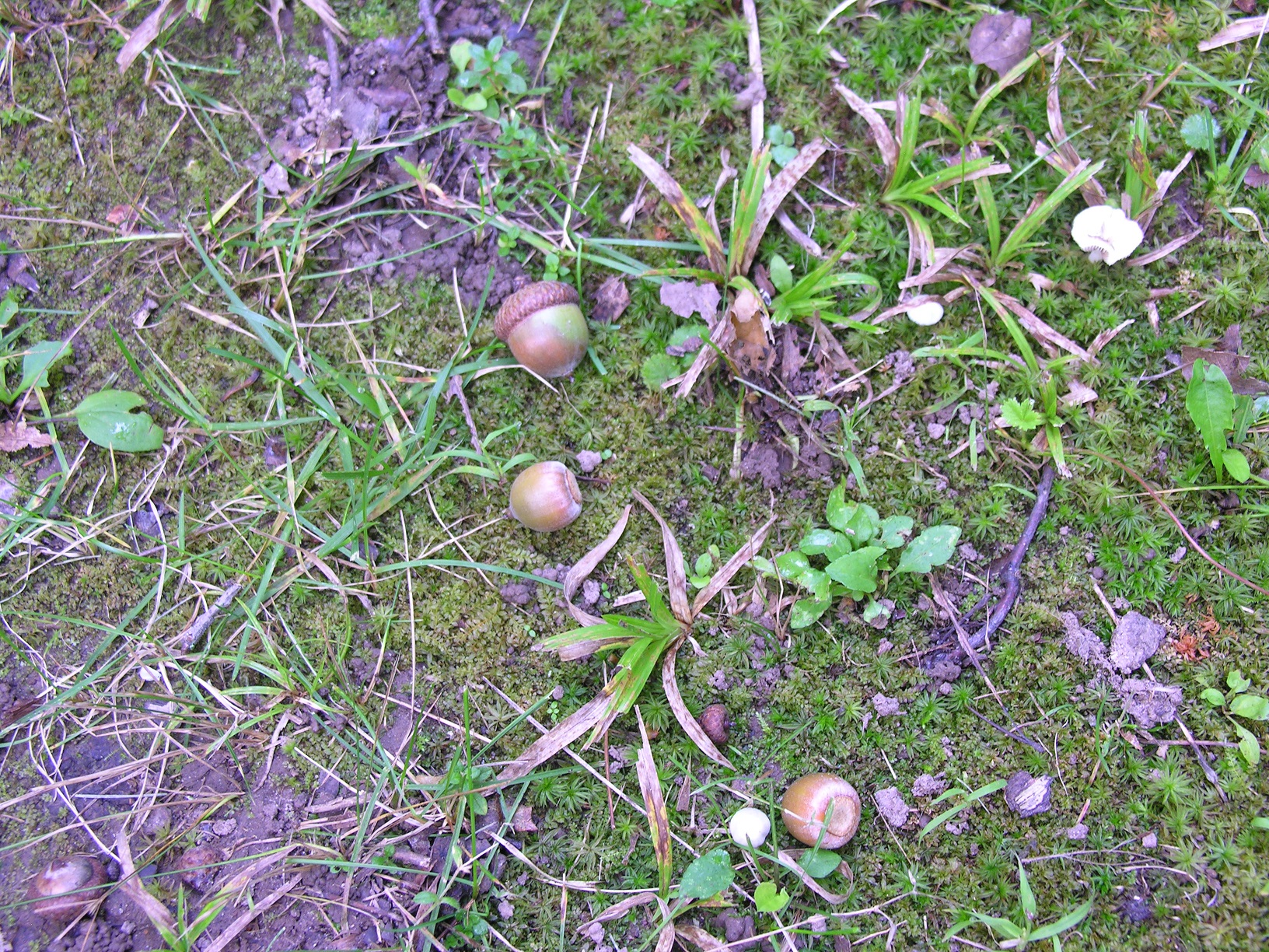 Acorns on forest floor