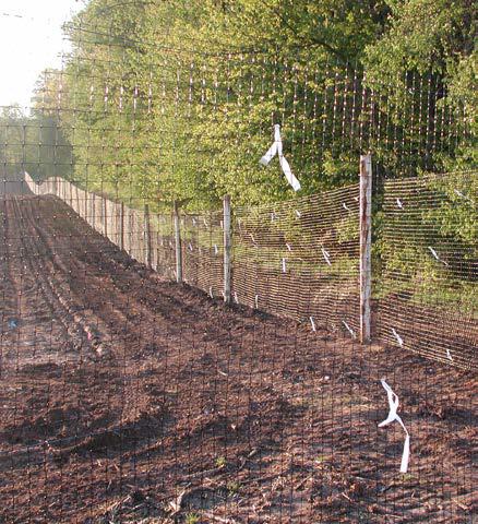 Wooded fence line