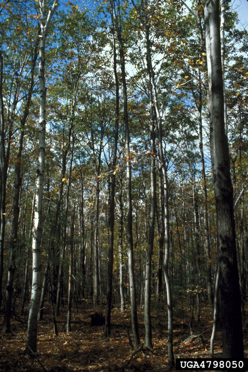 Various trees in a forest