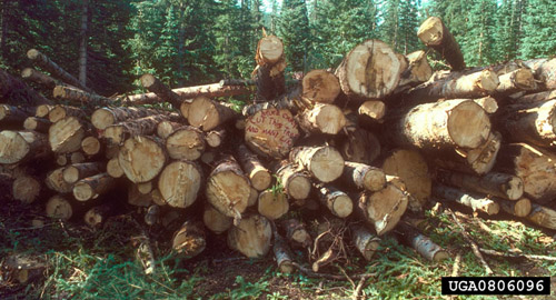 Logs piled up