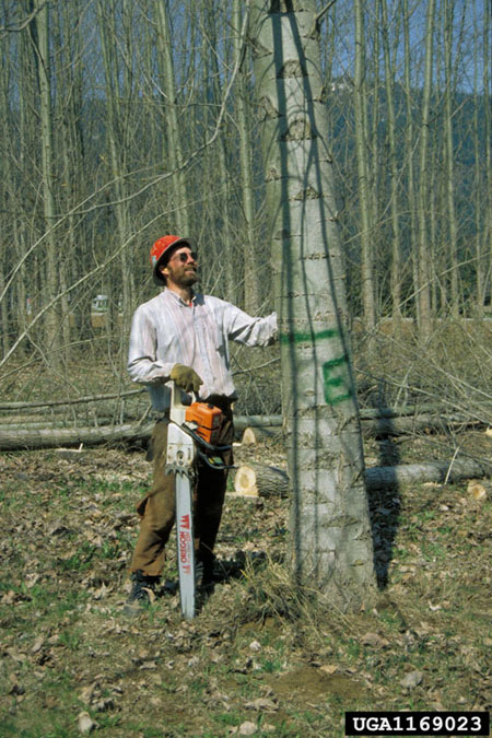 Logger standing by a tree