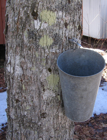 Maple sap collection bucket on the side of a tree