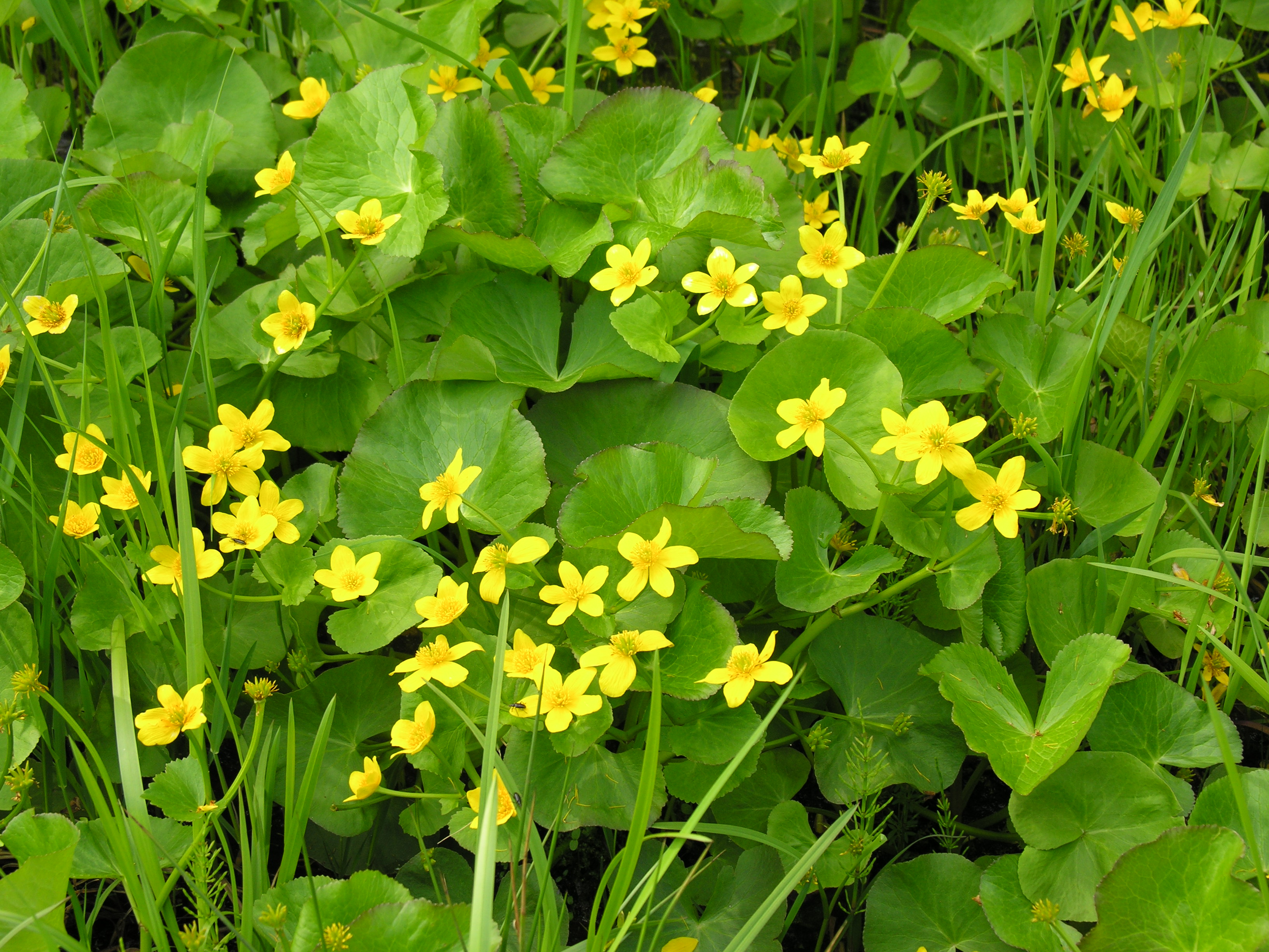 Marsh marigold