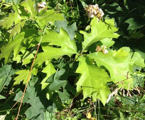 Oak tree leaves