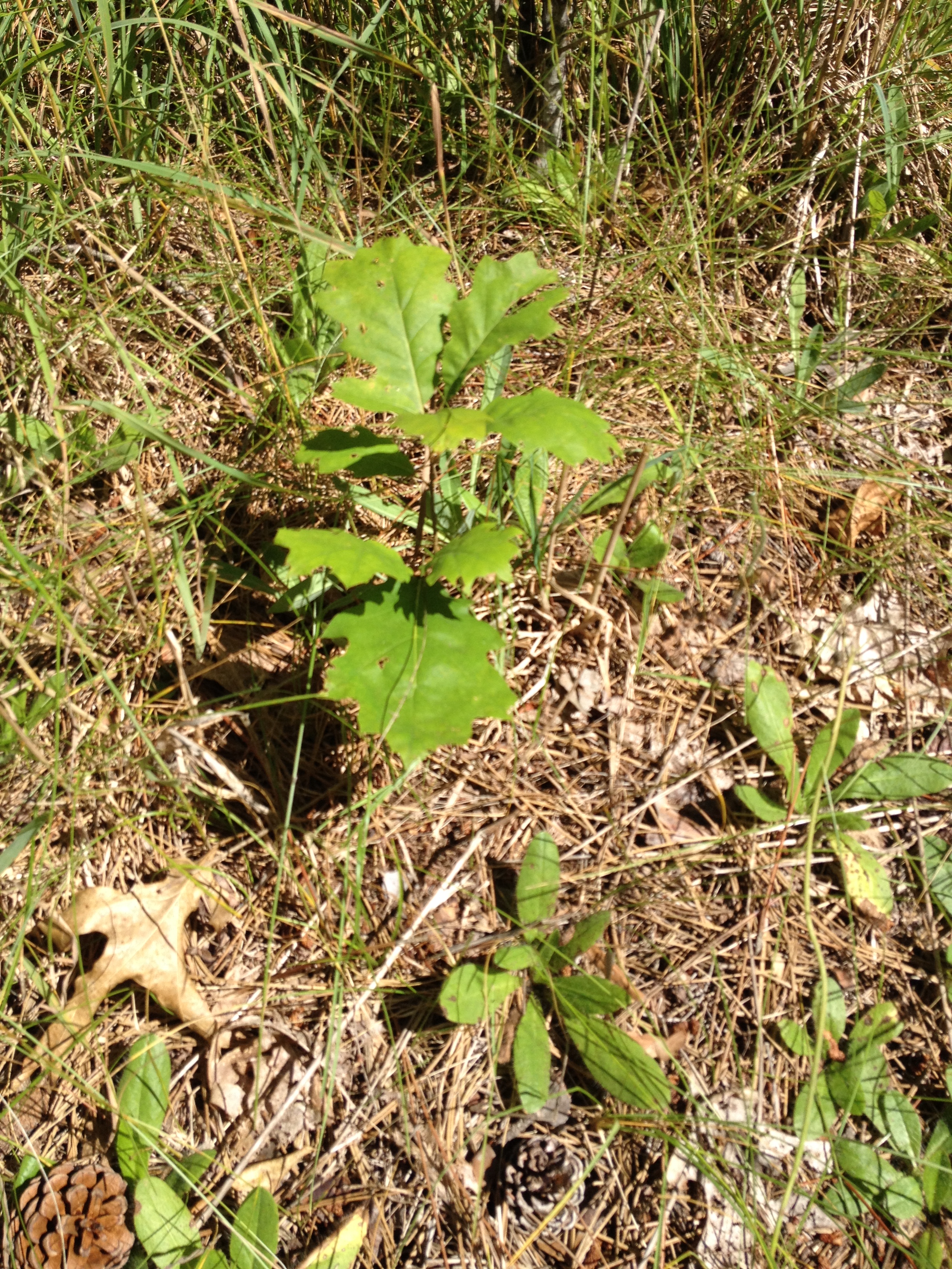 Oak Tree Seedling