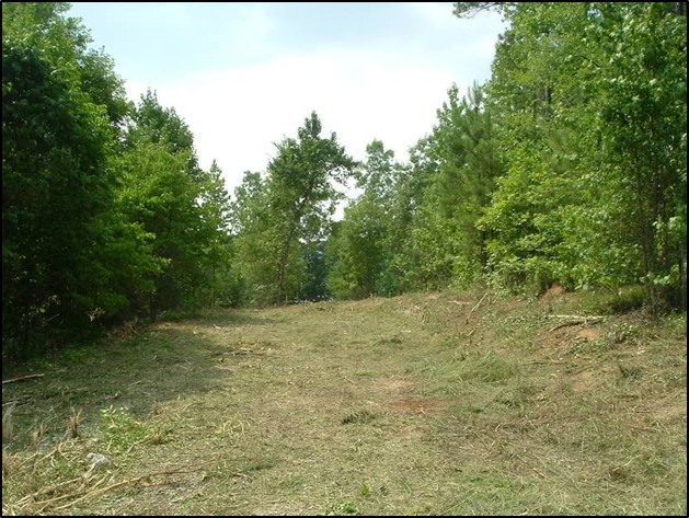 A forest clearing