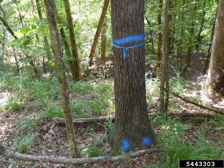 A tree trunk with blue painted markings on it