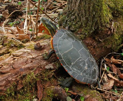 A painted turtle