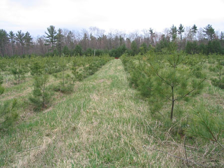 Young trees planted in rows