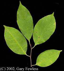 Pruser leaf