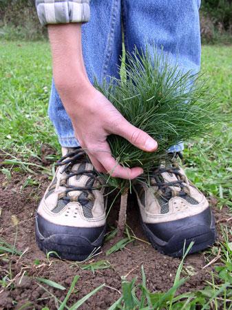 Planting a tree