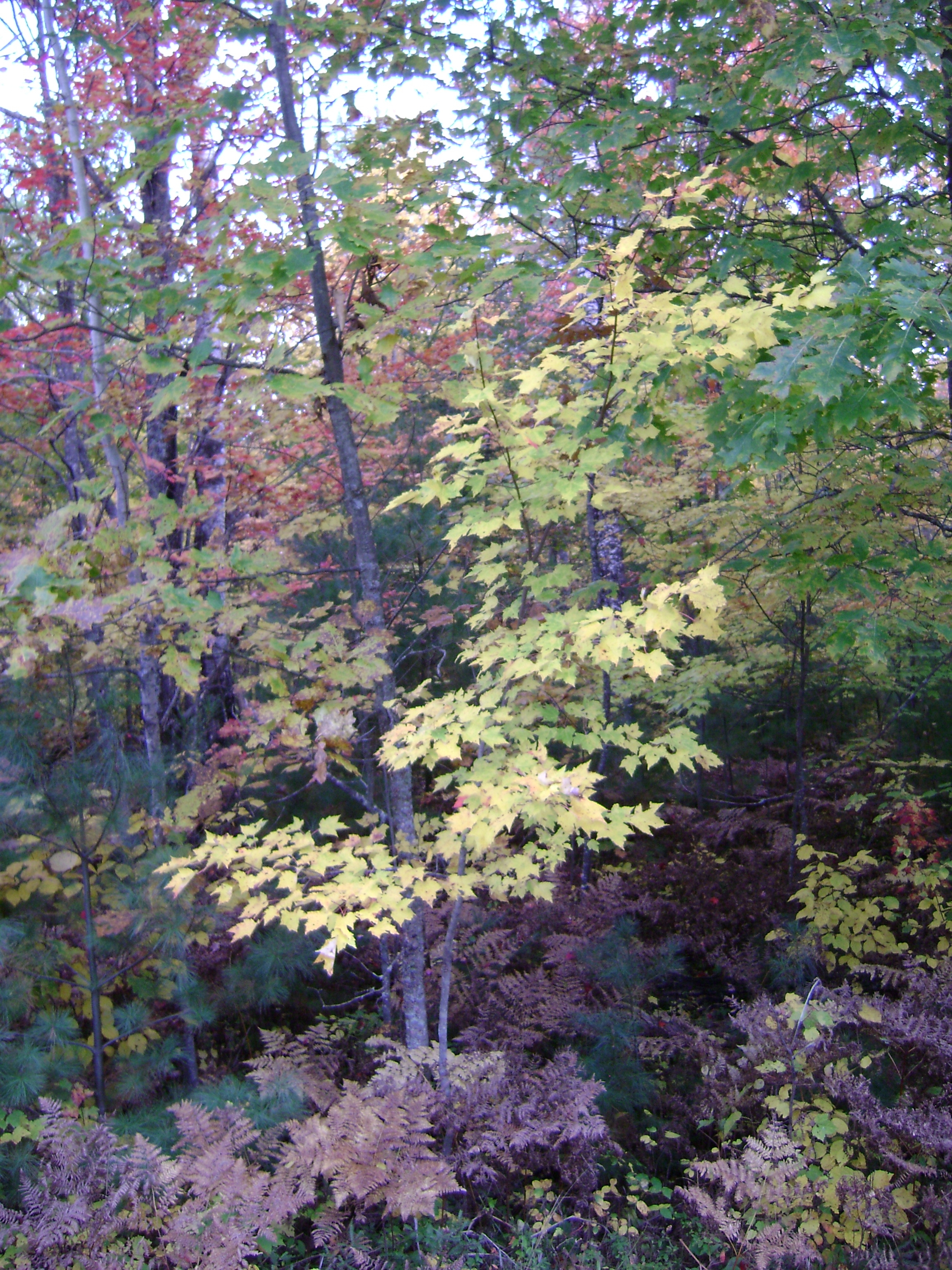 Trees changing to fall colors