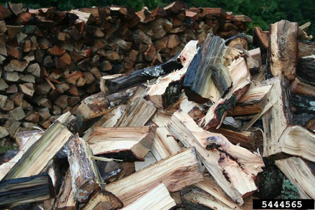 A stack of split firewood