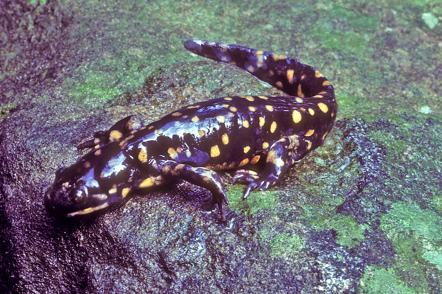 Spotted Salamander