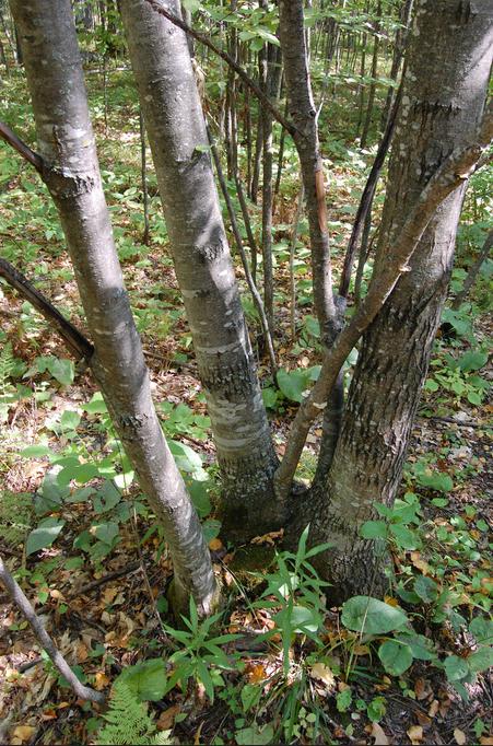 Tree sprouts from a stump