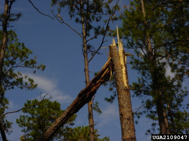 A storm damaged tree with the top broken off