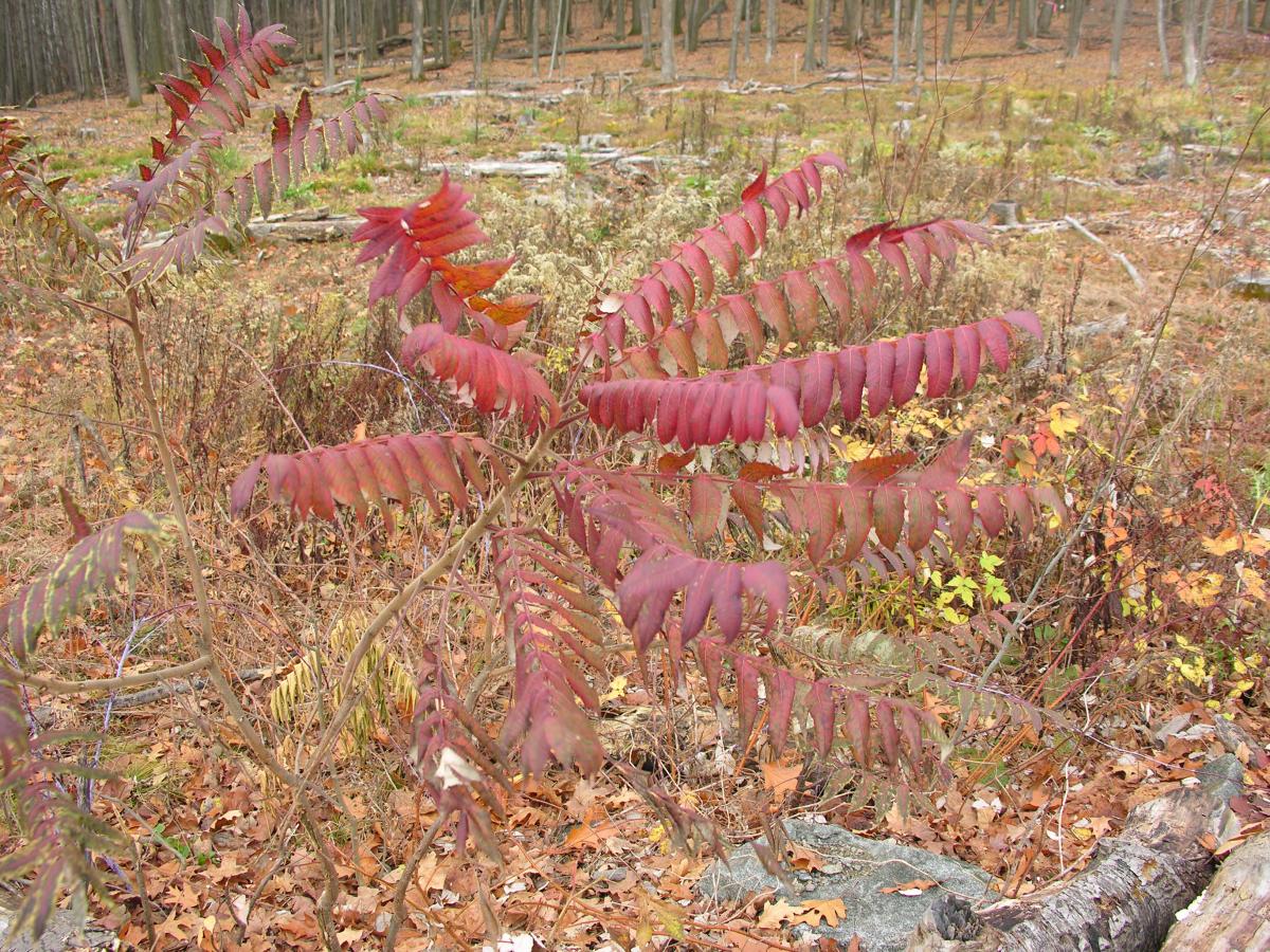 Sumac tree