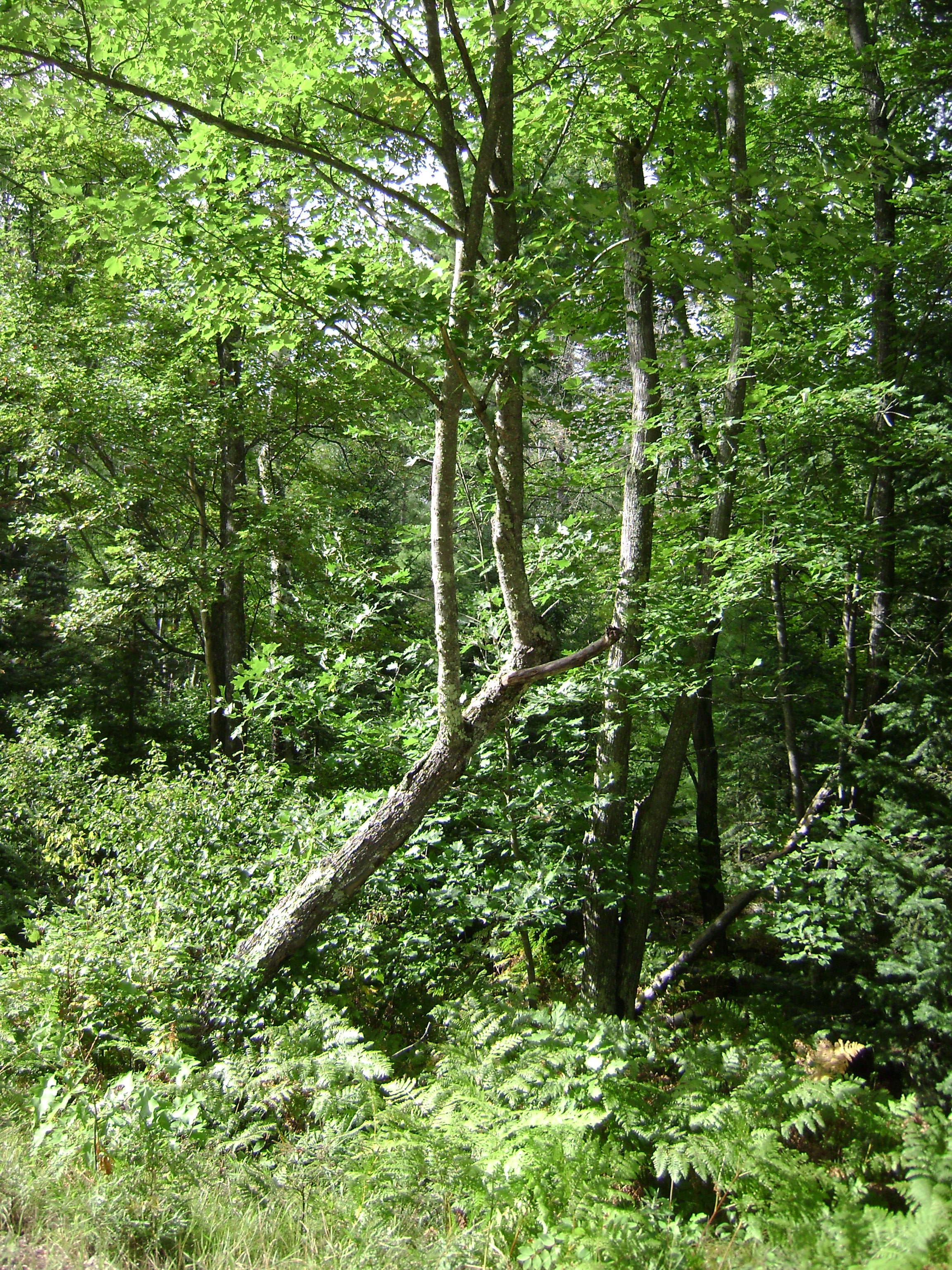 A tree leaning on another tree