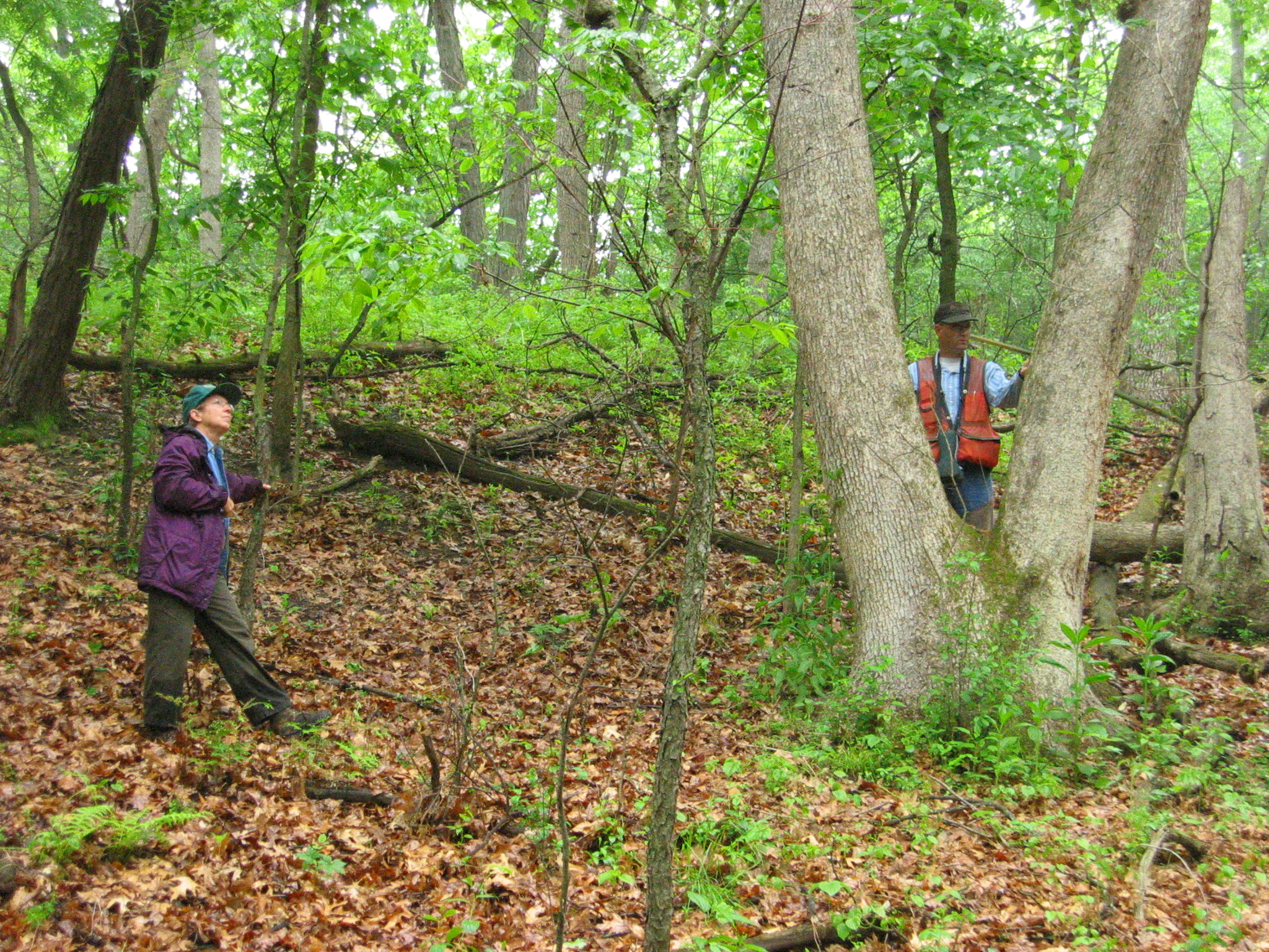 Forester visiting a woodland