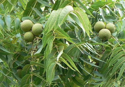 Walnut tree - https://commons.wikimedia.org