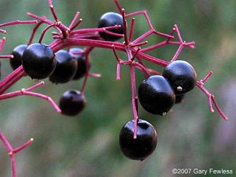 Elderberry Fruit