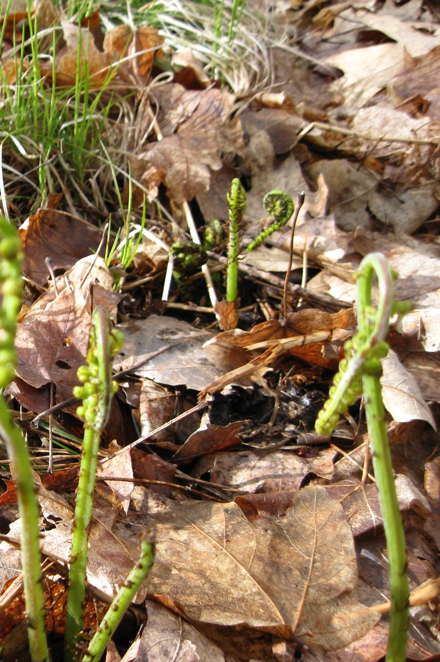 fiddlehead-ferns