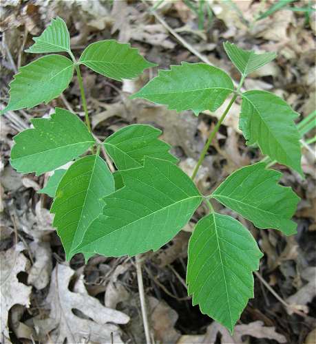 Poison Ivey - Online Virtual Flora of Wisconsin. 2017. http//:wisflora.herbarium.wisc.edu. Accessed on July 25