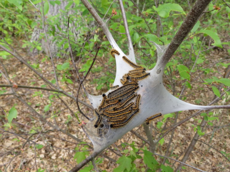 tent caterpillars