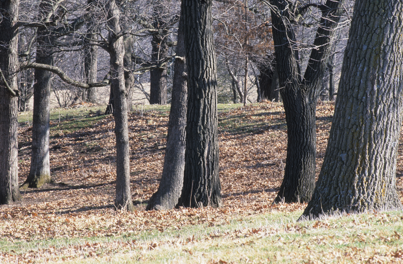 wooded pasture